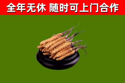 工农烟酒回收冬虫夏草.jpg